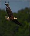 _0SB0755 american bald eagle